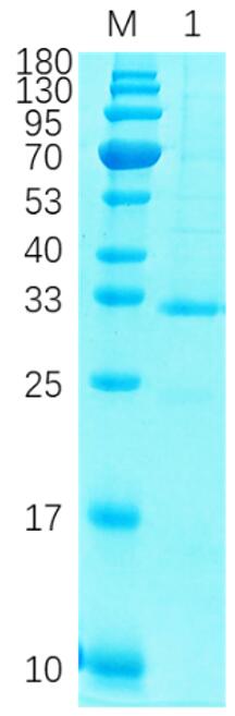 Reducing 12% SDS-PAGE analysis profile of purified DNA polymerase IV 247-512 (CBB stained).
